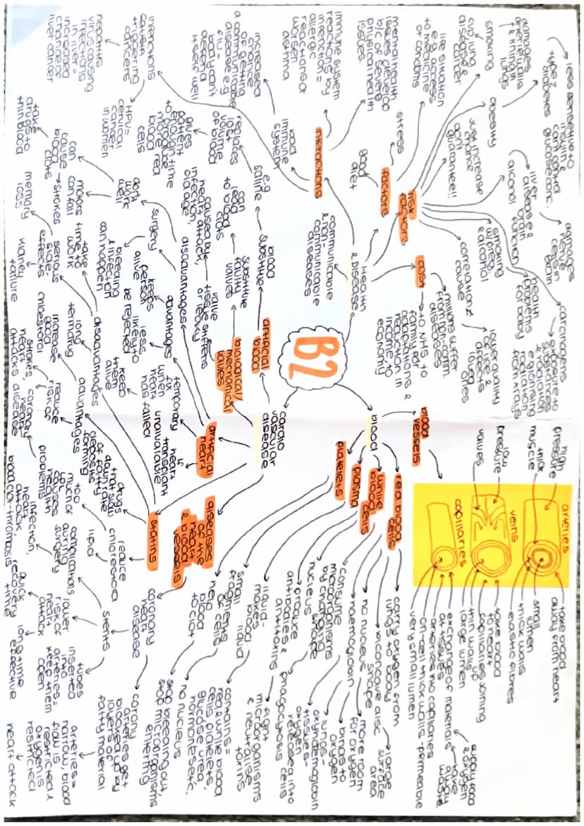 Growthe
Clones
DNA VECHICOtion
grawi
ONG
cell
aes
repicate
23
mitosis Pairs
Arom
contain
gene
de of the
comen
geneHo
foundin
charac
nucleus
