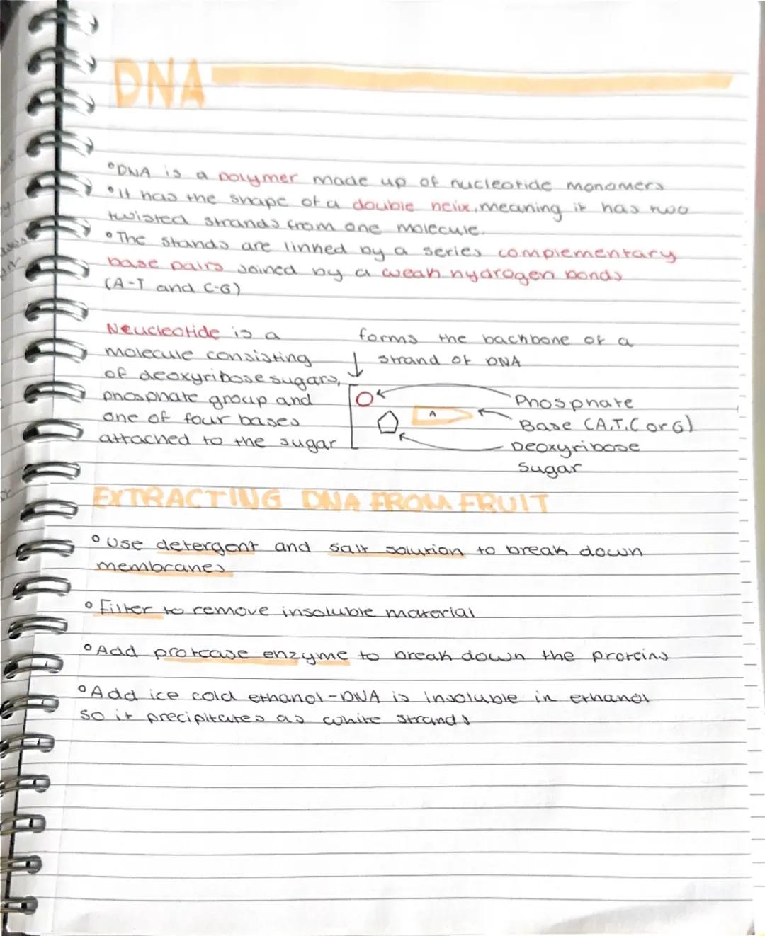 DNA
"DNA is a polymer made up of nucleotide monomers.
•It has the shape of a double nelix, meaning it has two.
twisted strands from one mole