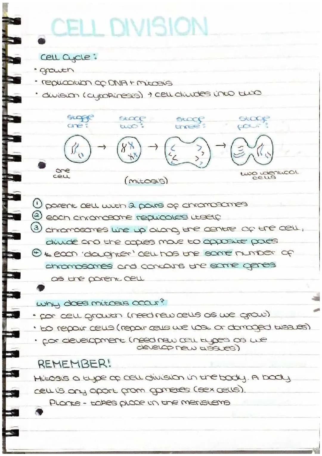cell division and stem cells