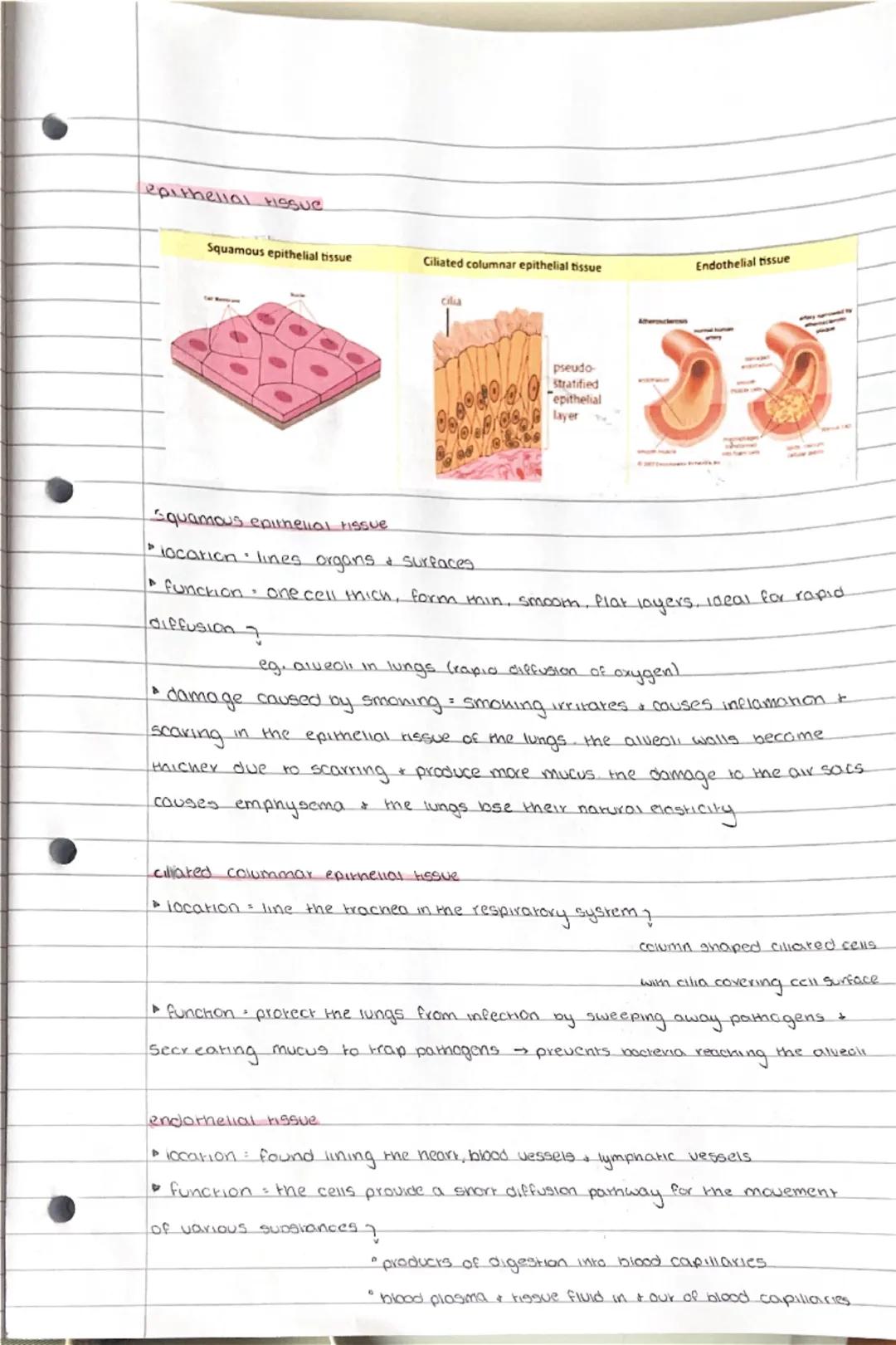 # Applied science unit 1 biology revision

## cell theory

* cells are the fundamental unit of life, all organisms are composed of cells
* a