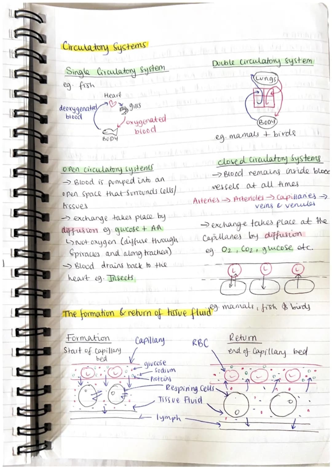 TRANSPORT IN ANIMALS. 3.1.2.
Blood vessels.
Arteries
elastic
tissue
thick
layer of
muscle
Veins
wide
lumen
O
Capillanes
endothelim l
Cell th