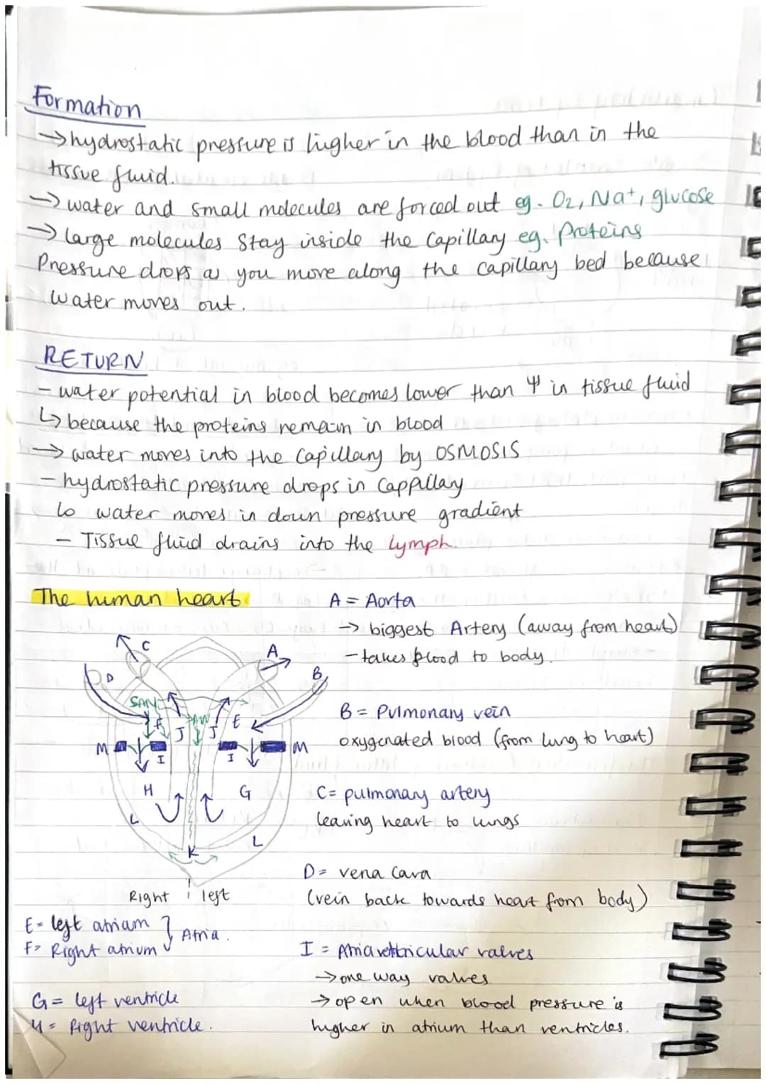 TRANSPORT IN ANIMALS. 3.1.2.
Blood vessels.
Arteries
elastic
tissue
thick
layer of
muscle
Veins
wide
lumen
O
Capillanes
endothelim l
Cell th