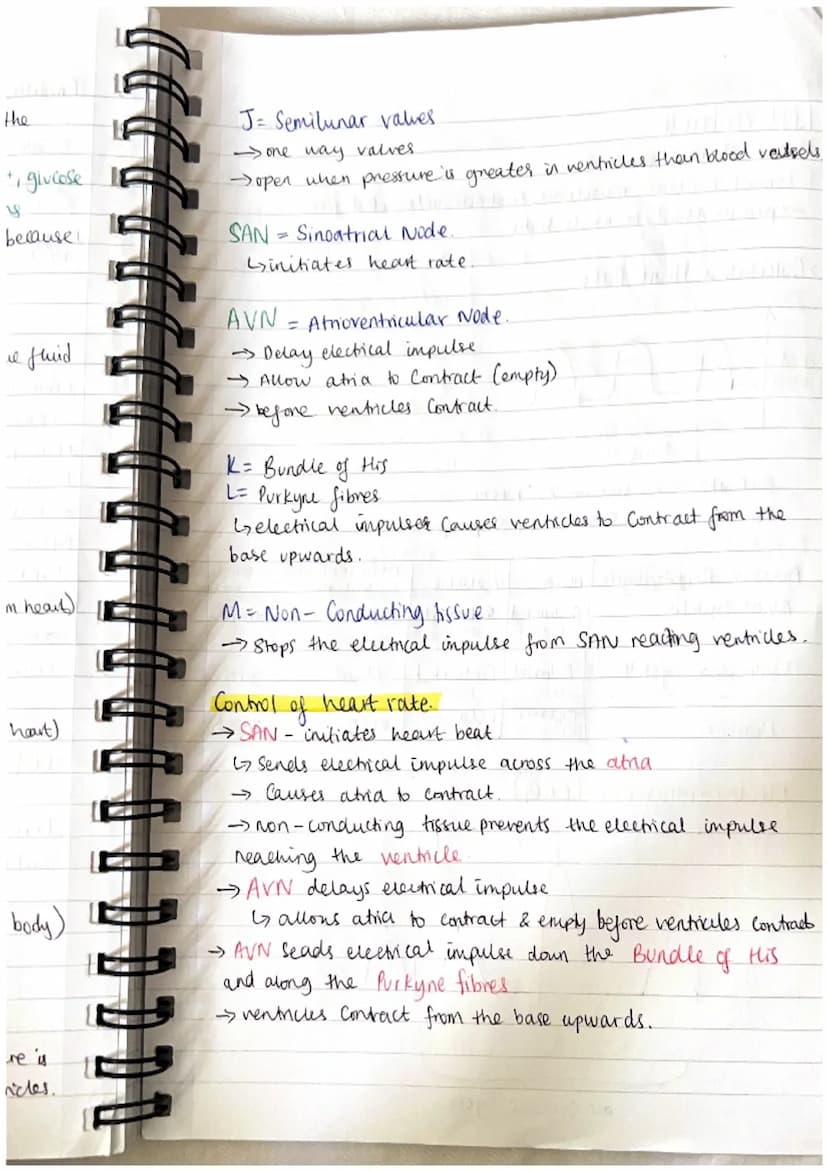 TRANSPORT IN ANIMALS. 3.1.2.
Blood vessels.
Arteries
elastic
tissue
thick
layer of
muscle
Veins
wide
lumen
O
Capillanes
endothelim l
Cell th