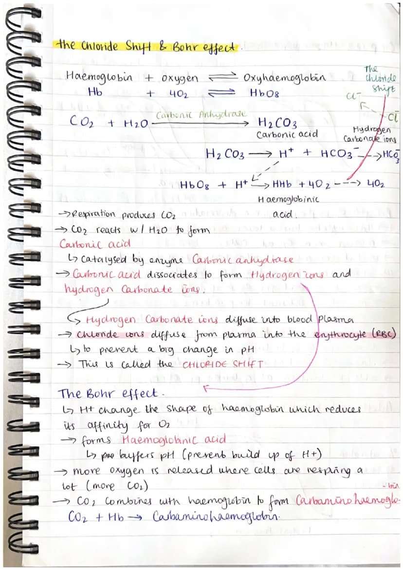 TRANSPORT IN ANIMALS. 3.1.2.
Blood vessels.
Arteries
elastic
tissue
thick
layer of
muscle
Veins
wide
lumen
O
Capillanes
endothelim l
Cell th