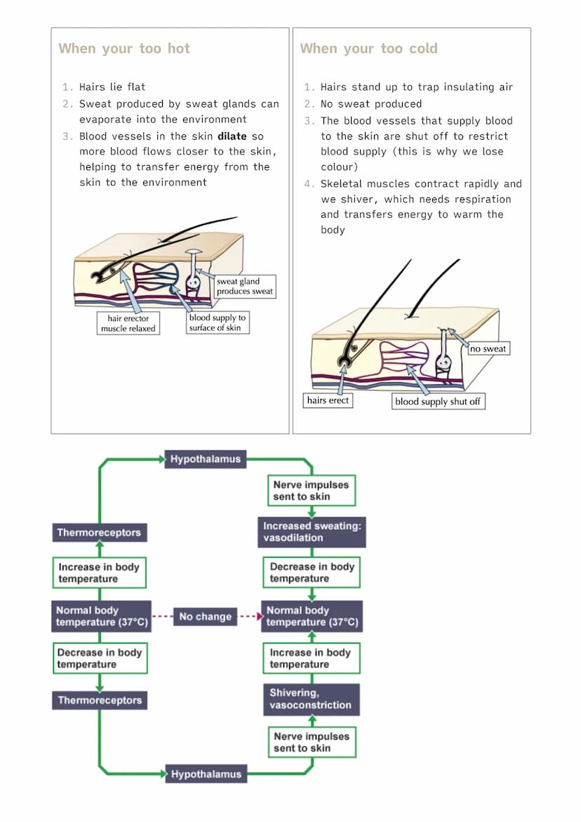
<p>Organisms need to respond to stimuli in order to survive. In single-celled organisms, this is a simple process of responding to their en