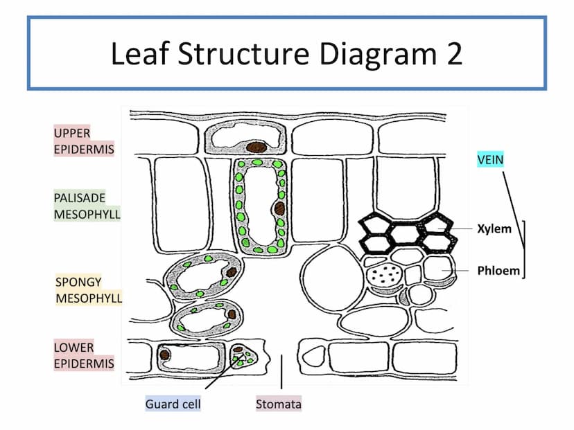 N5 Unit 2 KA5
Transport In Plants N5 biology course
1. Cell Biology
2.
3. Life on Earth
Multicellular Organisms Unit 2 - Multicellular organ