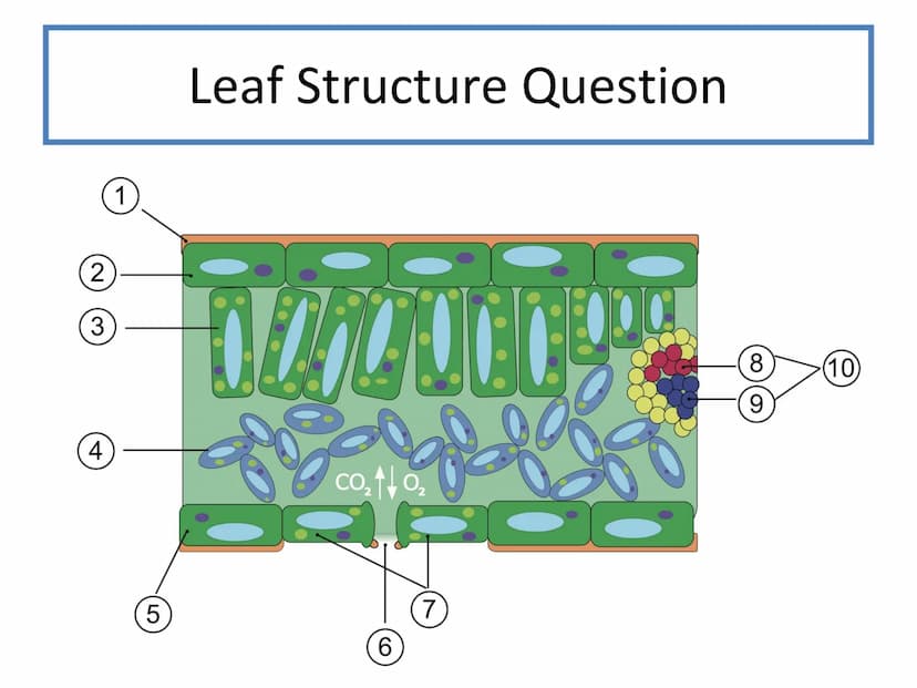 N5 Unit 2 KA5
Transport In Plants N5 biology course
1. Cell Biology
2.
3. Life on Earth
Multicellular Organisms Unit 2 - Multicellular organ