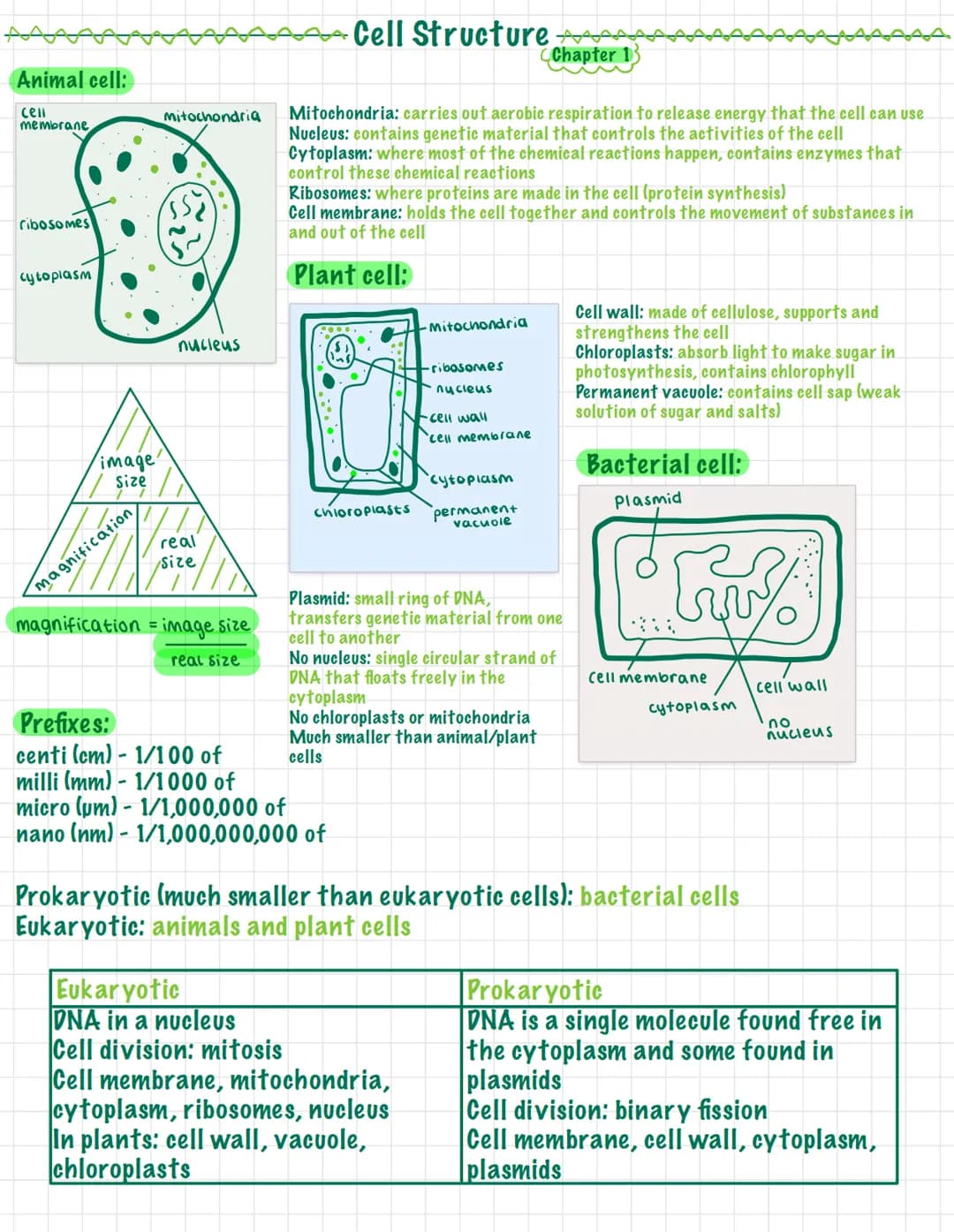 Animal cell:
cell
membrane
ribosomes
cytoplasm
image
Size
magnification
Mitochondria
nucleus
real
size
magnification = image size
real size
