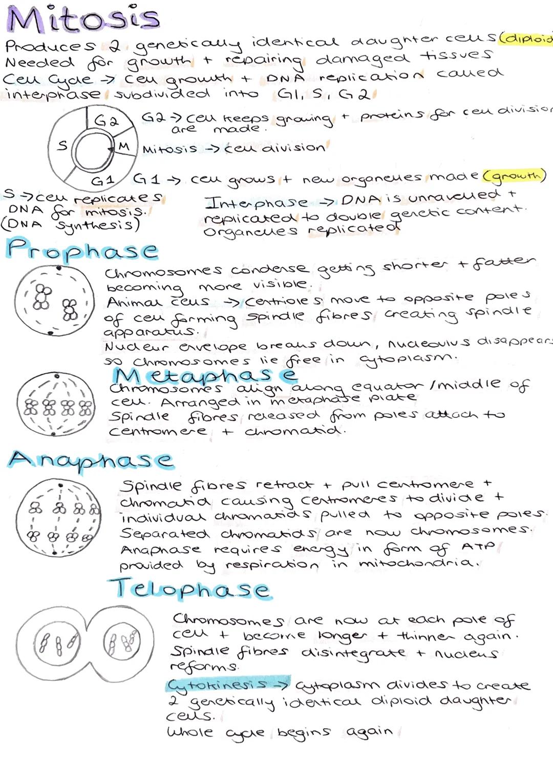# Mitosis
Produces 2 genetically identical daughter cells (diploid
Needed for growth & repairing damaged tissues
Ceu Cyde cen cen growth + D