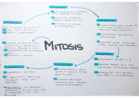 Know Mitosis thumbnail