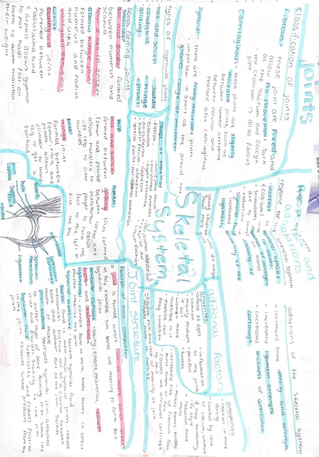 --- OCR Start ---
joints
classification of joints
Fibrous these joint are fixed and
allow no movement Such
as
the sacrum and coccyx.
the cra