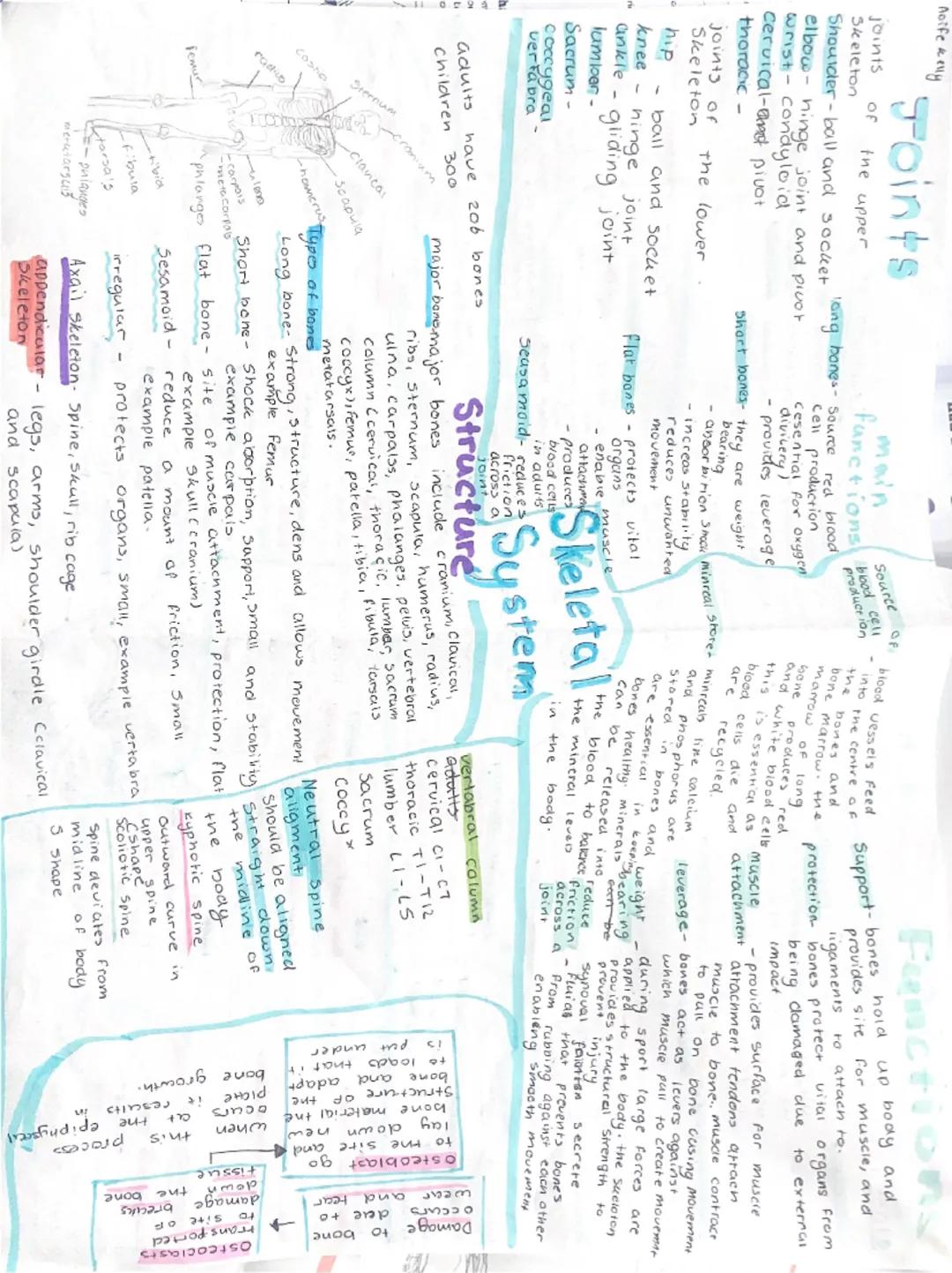 --- OCR Start ---
joints
classification of joints
Fibrous these joint are fixed and
allow no movement Such
as
the sacrum and coccyx.
the cra