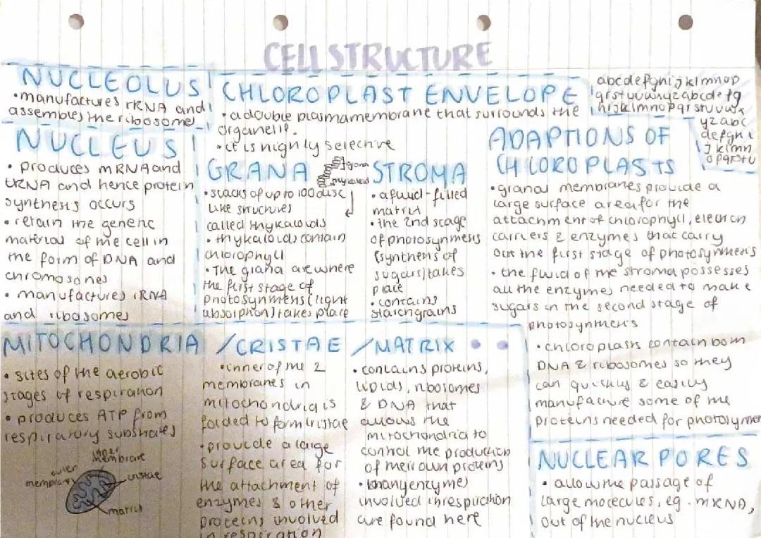 eukaryotic cell structure, aqa alevel biology