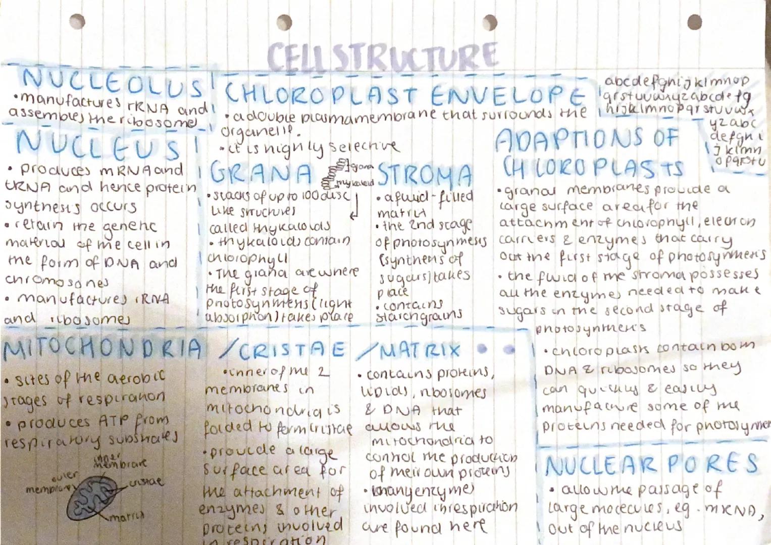 CELLSTRUCTURE
NUCLEOLUS CHLOROPLAST ENVELOPE astuvany z a b c d e f g
•manufactures rRNA and!. a double plasmamembrane that surrounds the Th