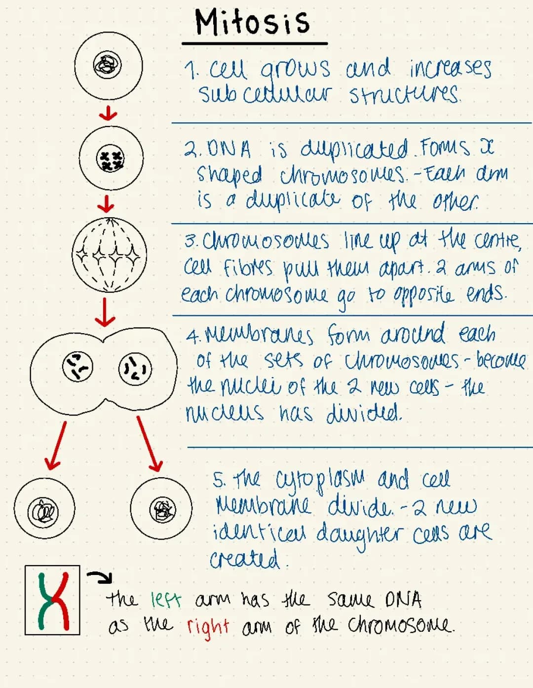 Stages of Mitosis GCSE AQA: Easy Guide for Kids