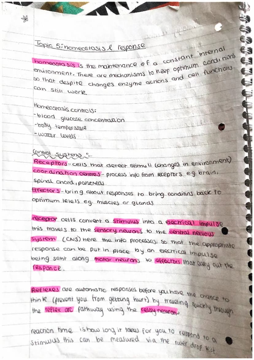 N
J
A
D
A
A
D
A
Phosphate
group Q
(PO4)
Biology Revision.
DNA
Polymer - is made of repeating units (nucleotides)
Y- ] → base
Ĉ
deoxyribose
s