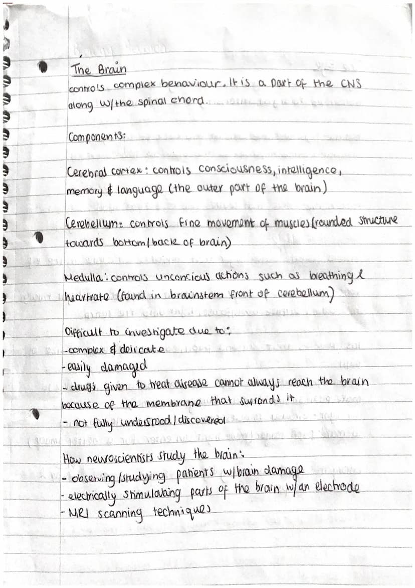 N
J
A
D
A
A
D
A
Phosphate
group Q
(PO4)
Biology Revision.
DNA
Polymer - is made of repeating units (nucleotides)
Y- ] → base
Ĉ
deoxyribose
s