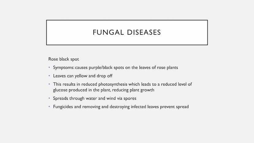 DISEASES
Types of viral, bacterial, fungal and protist diseases TMV
●
●
●
Measles
●
●
●
VIRAL DISEASES
Symptoms: fever, red rash, can be fat