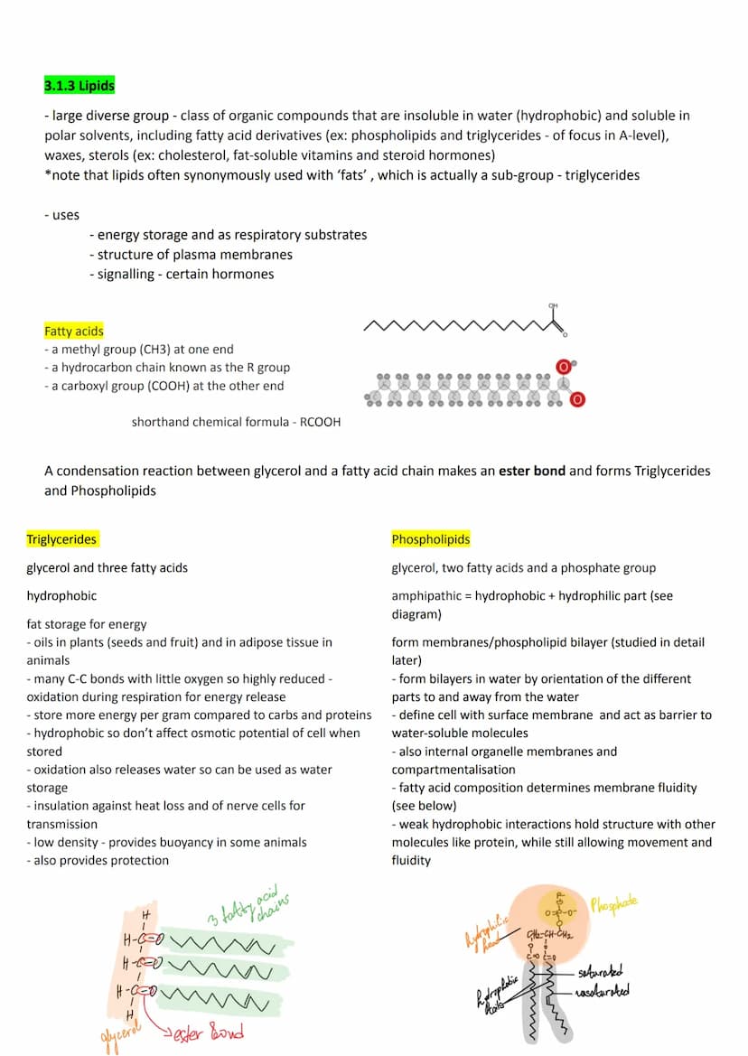 3.1 Biological molecules
3.1.1 Monomers and polymers
All life on Earth shares a common chemistry (evidence for evolution)
Basis of organic c