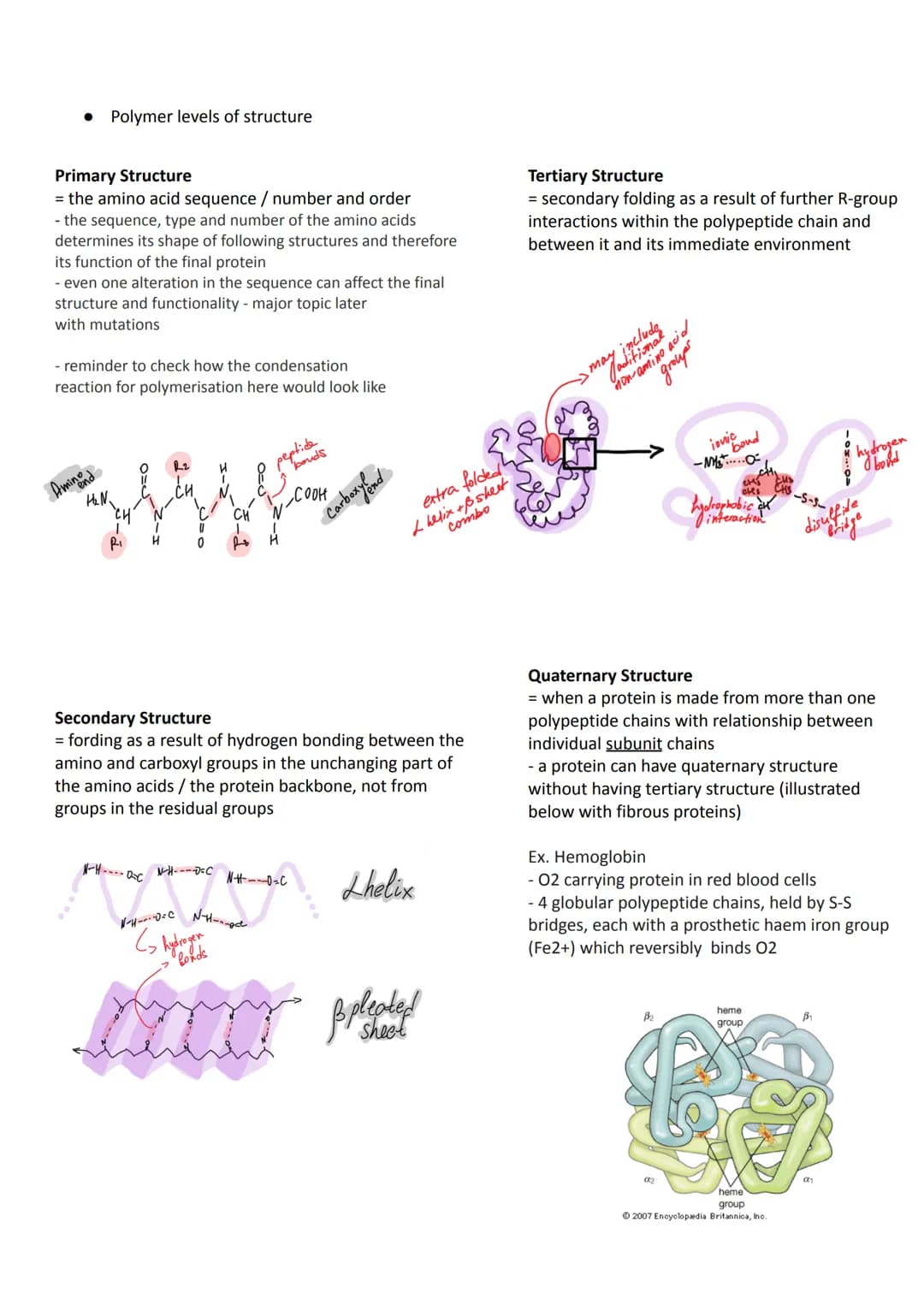 3.1 Biological molecules
3.1.1 Monomers and polymers
All life on Earth shares a common chemistry (evidence for evolution)
Basis of organic c