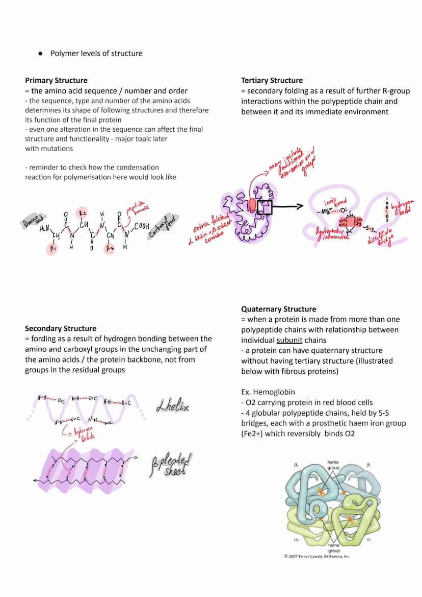 3.1 Biological molecules
3.1.1 Monomers and polymers
All life on Earth shares a common chemistry (evidence for evolution)
Basis of organic c