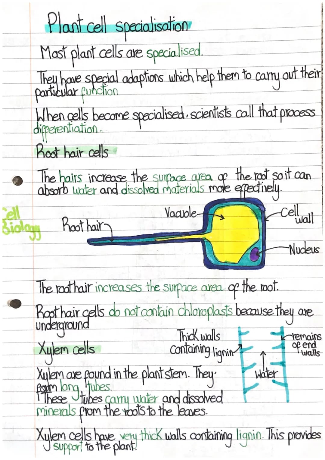 
<p>Most plant cells are specialised and have special adaptations that help them carry out their particular functions. When cells become spe