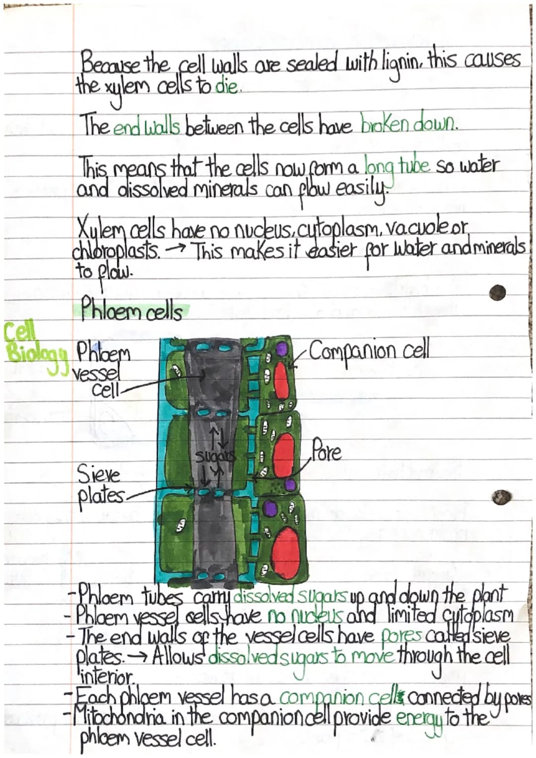 
<p>Most plant cells are specialised and have special adaptations that help them carry out their particular functions. When cells become spe