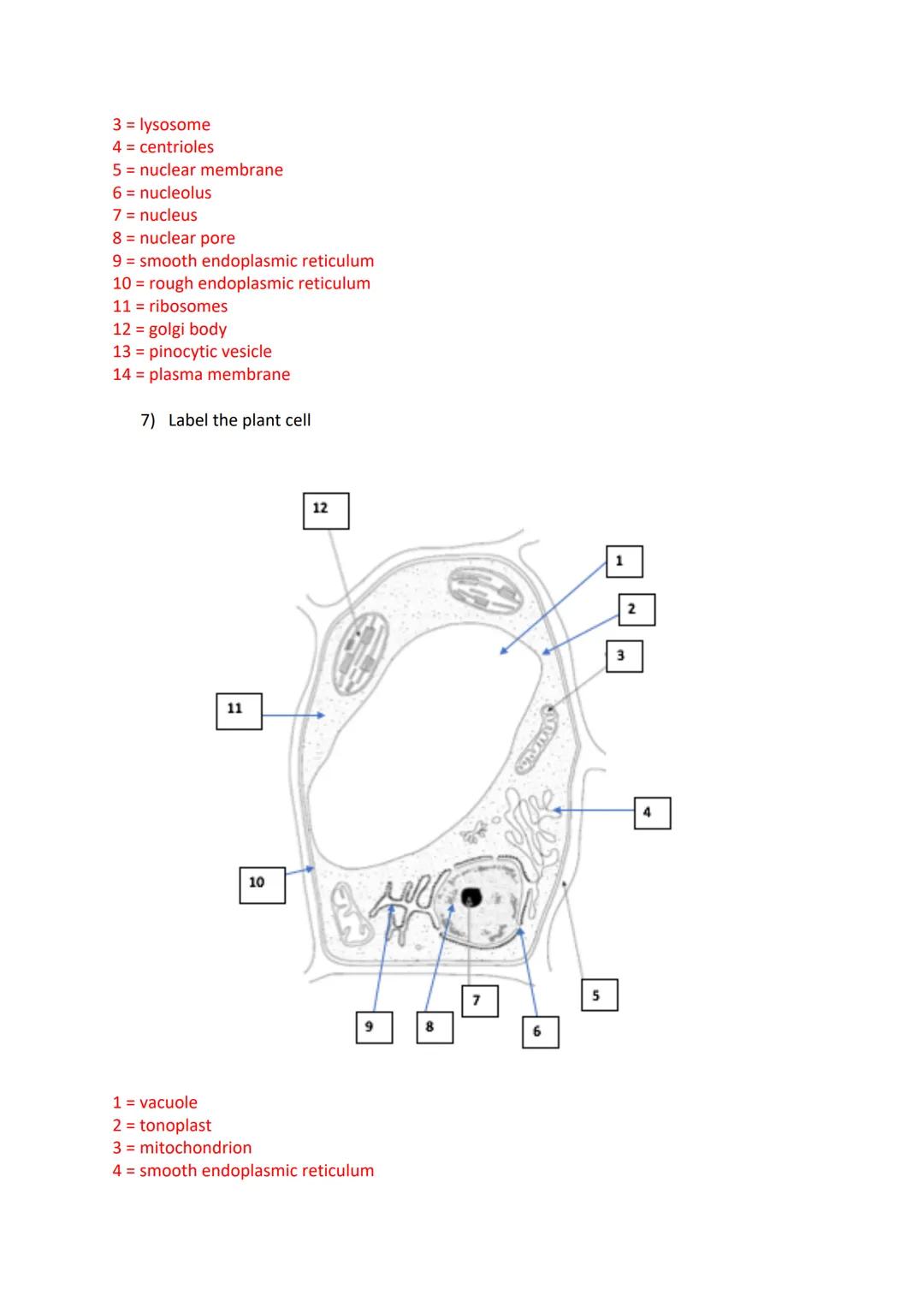 Revision card questions for cell structure and organisation
Microscopes
1) Name two types of microscopes
Light microscopes and Electron micr