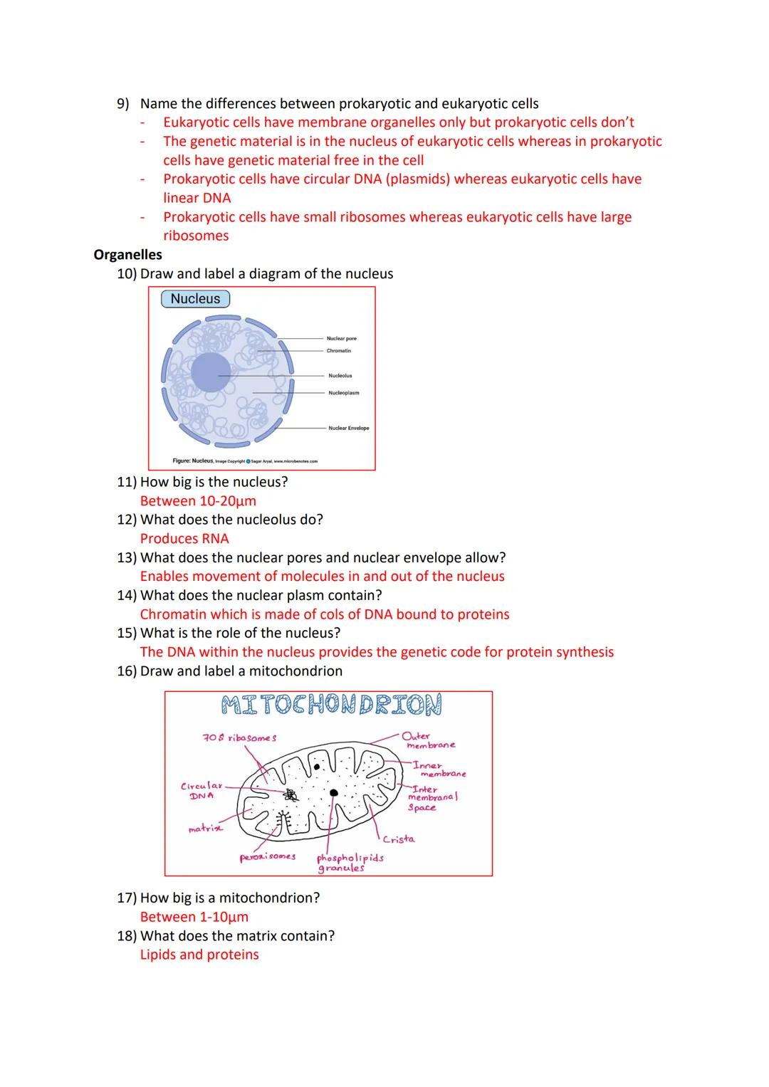 Revision card questions for cell structure and organisation
Microscopes
1) Name two types of microscopes
Light microscopes and Electron micr