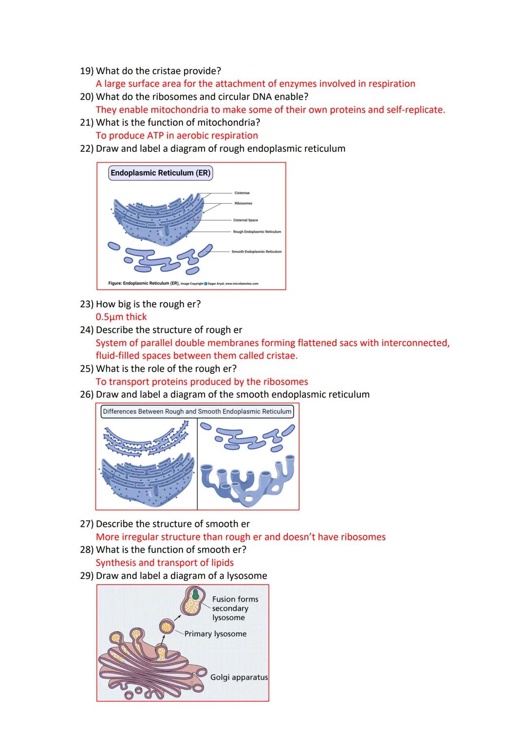 Revision card questions for cell structure and organisation
Microscopes
1) Name two types of microscopes
Light microscopes and Electron micr