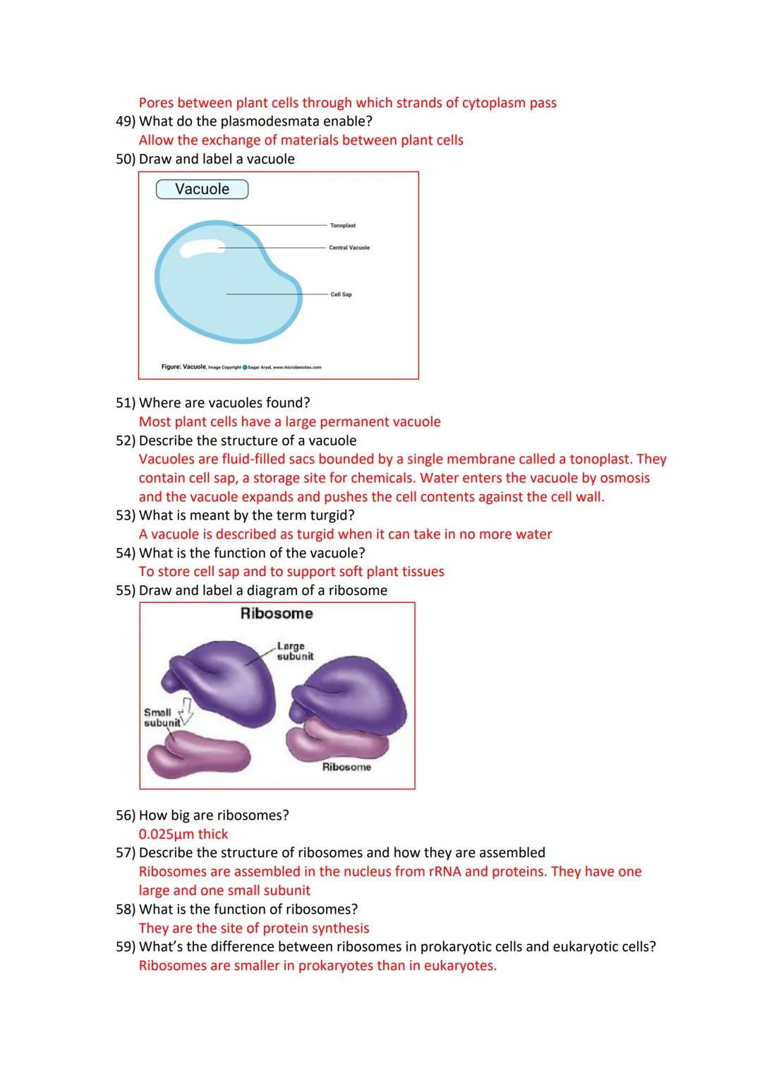Revision card questions for cell structure and organisation
Microscopes
1) Name two types of microscopes
Light microscopes and Electron micr