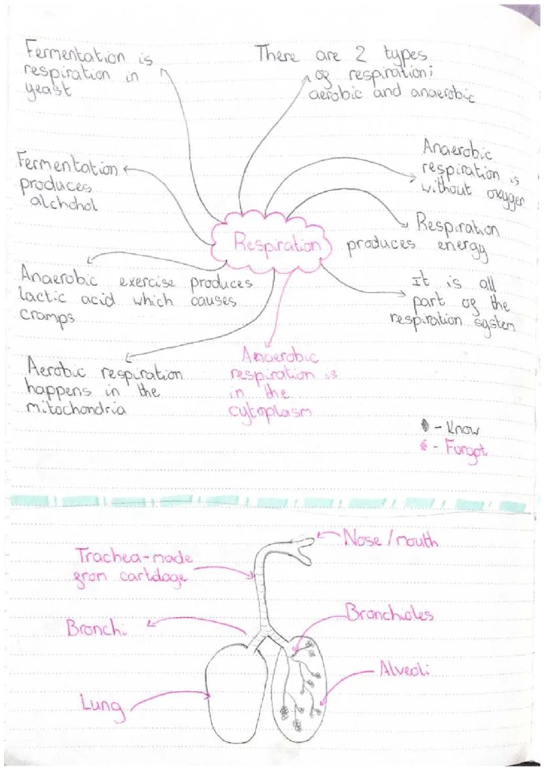 circulatory system and elements 
