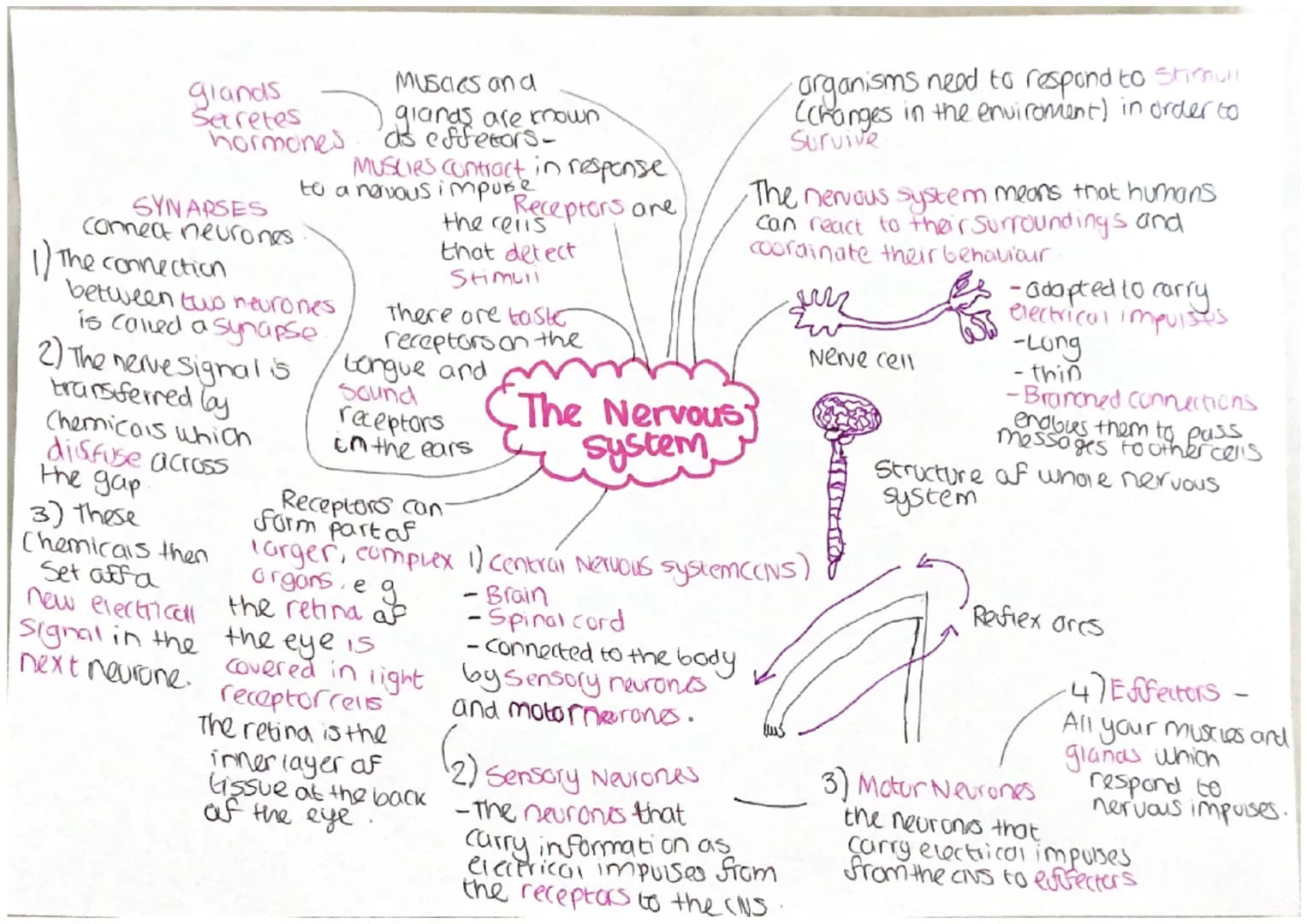 EFFECTORS -
carry out a
change
(muscles or glands)
Braccrime
system
CHormones
RECEPTORS-Detect a
Change Crise in temp)
COORDINATION
CENTRE -