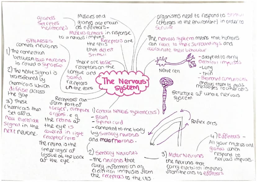 EFFECTORS -
carry out a
change
(muscles or glands)
Braccrime
system
CHormones
RECEPTORS-Detect a
Change Crise in temp)
COORDINATION
CENTRE -