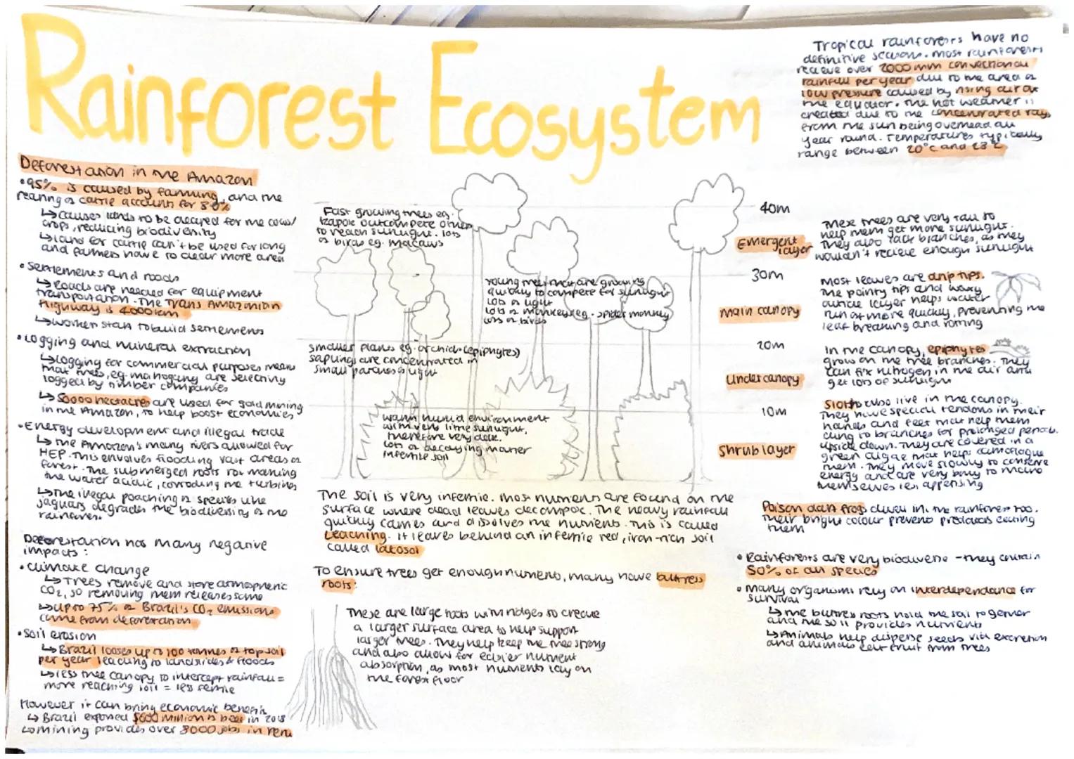 # Rainforest Ecosystem
Deforest anion in me Amazon
*   95% is caused by farming, ana me
    reaning of carrie account for 80%
*   causes con