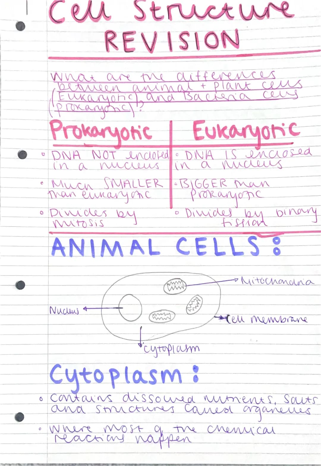 Cell Structure
REVISION
What are the differences.
дедишен апітал + plant cus
Eukaryonic and Васлела сег
раказуется
Prokaryotic Eukaryotic
DN
