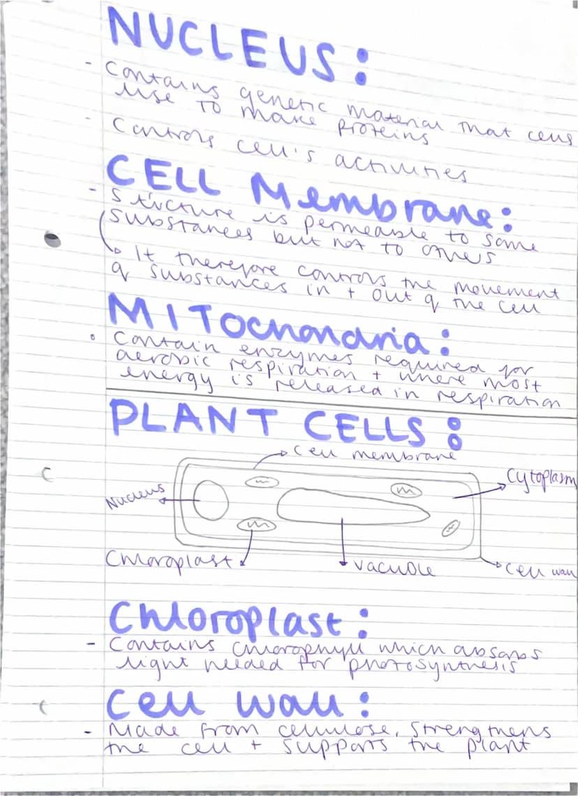 Cell Structure
REVISION
What are the differences.
дедишен апітал + plant cus
Eukaryonic and Васлела сег
раказуется
Prokaryotic Eukaryotic
DN