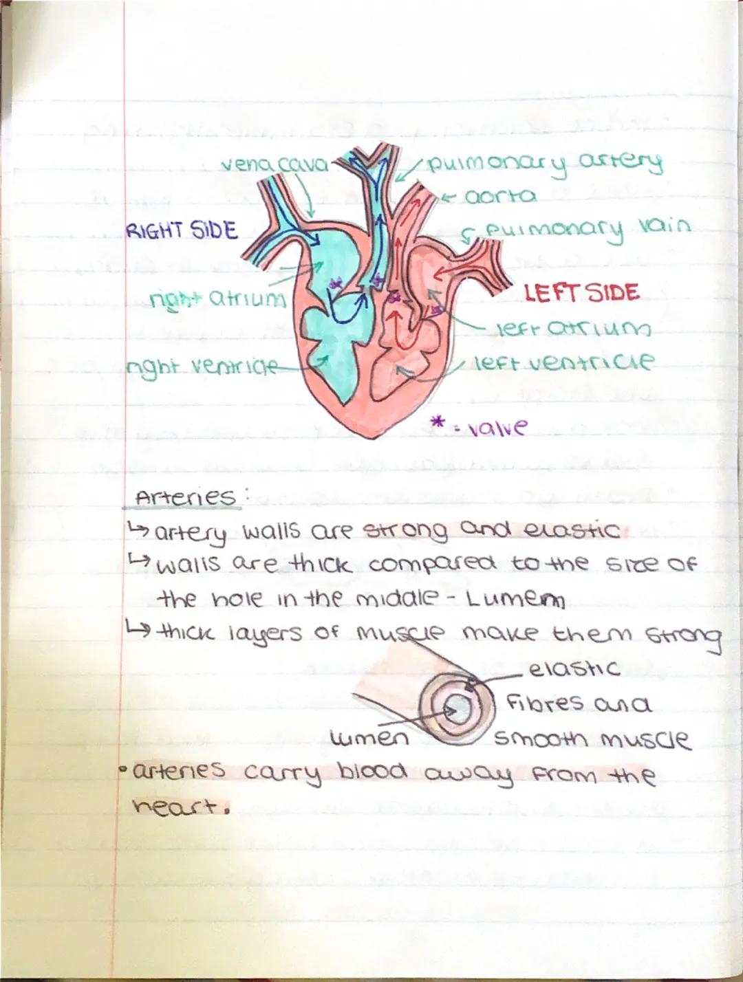 °
BIOLOGY
оду
гда
Communicable and non-communicable
diseases.
Communicable diseases can be spread,
From person to person or animals and
peop