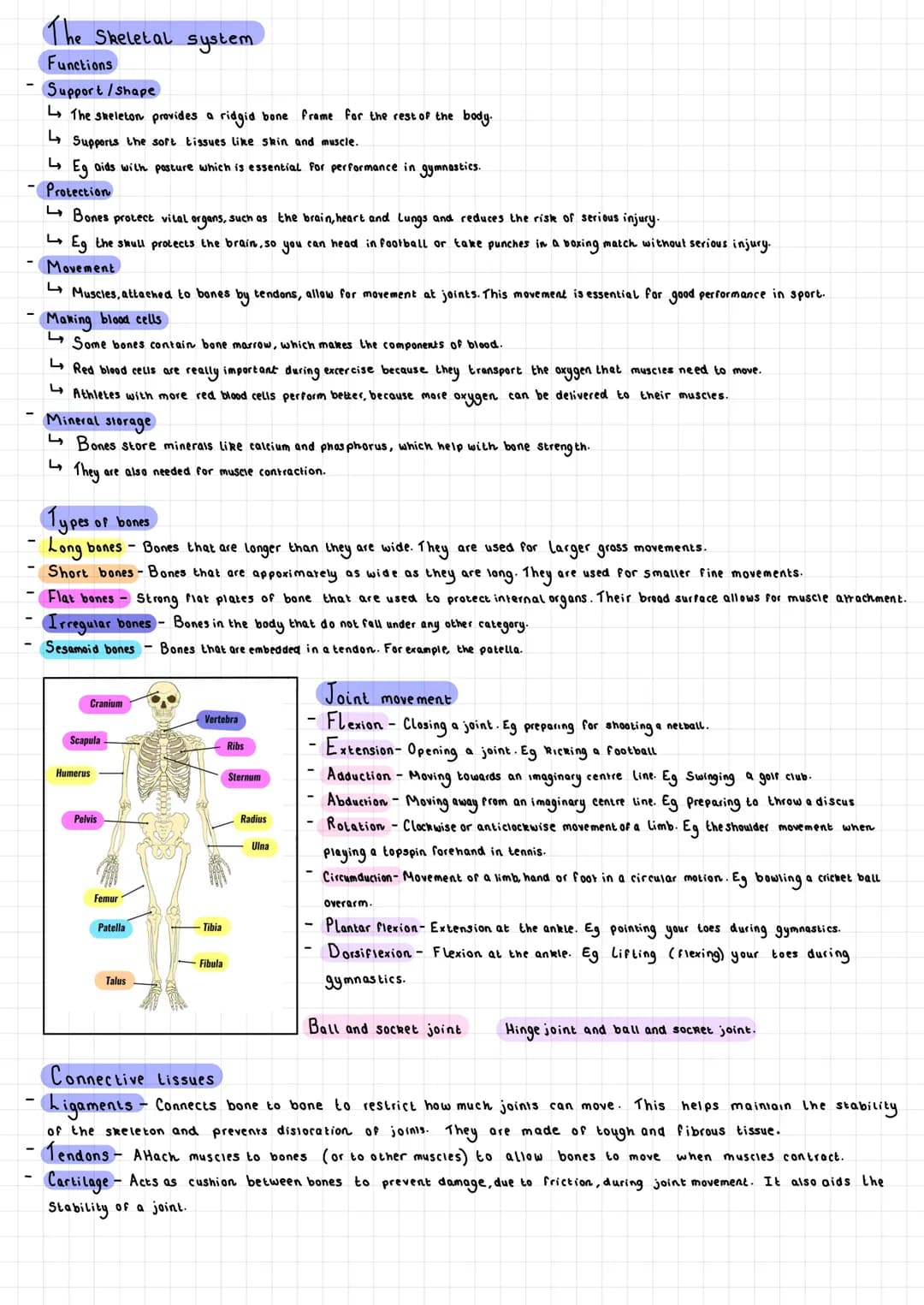 The Skeletal system
Functions
Support / Shape
The skeleton provides a ridgid bone frame for the rest of the body.
Supports the soft tissues 