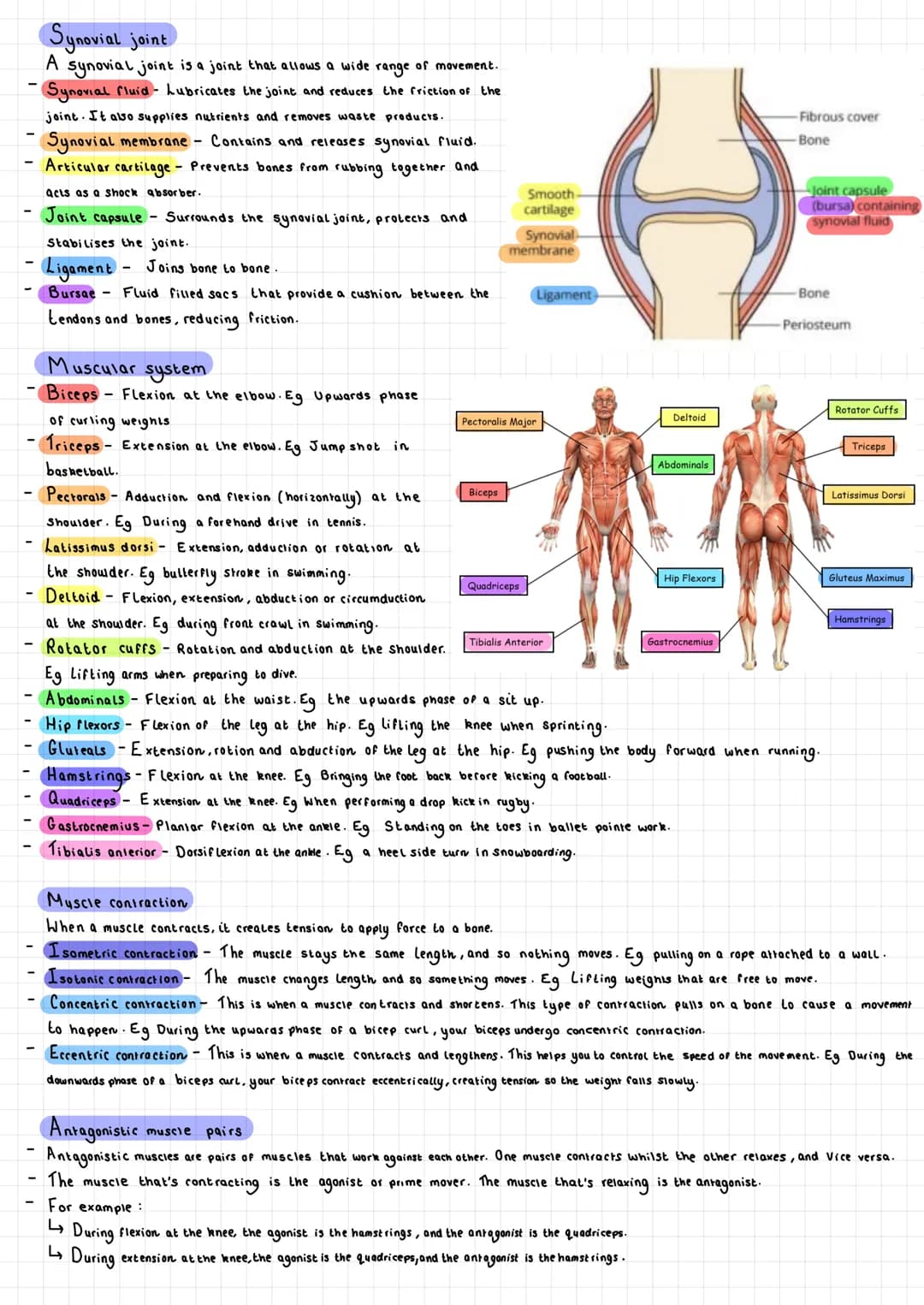 The Skeletal system
Functions
Support / Shape
The skeleton provides a ridgid bone frame for the rest of the body.
Supports the soft tissues 