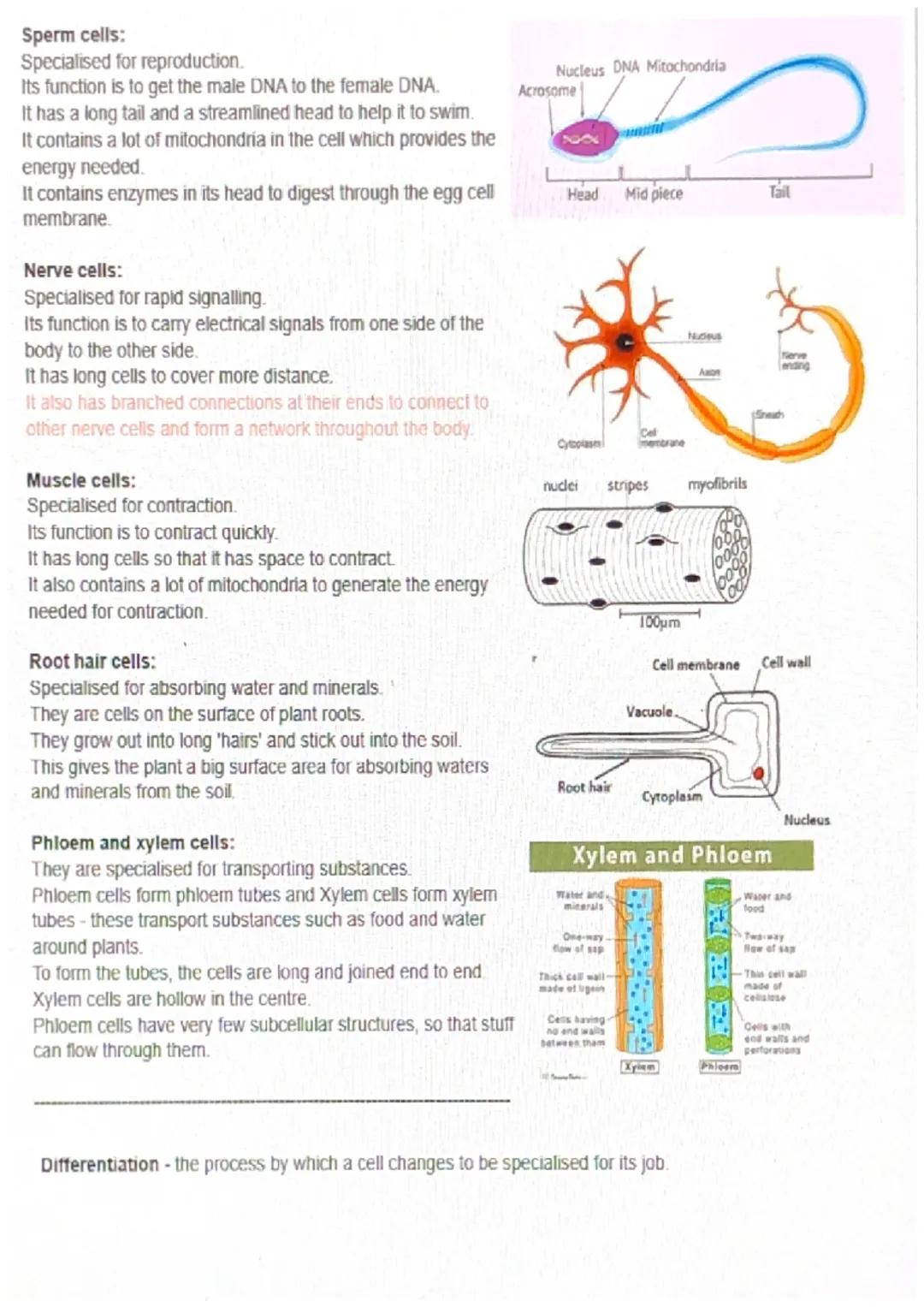 Cell Biology:
All living things are made of cells.
Cells can be either Eukaryotic or Prokaryotic.
Prokaryotic - Simple and small like bacter