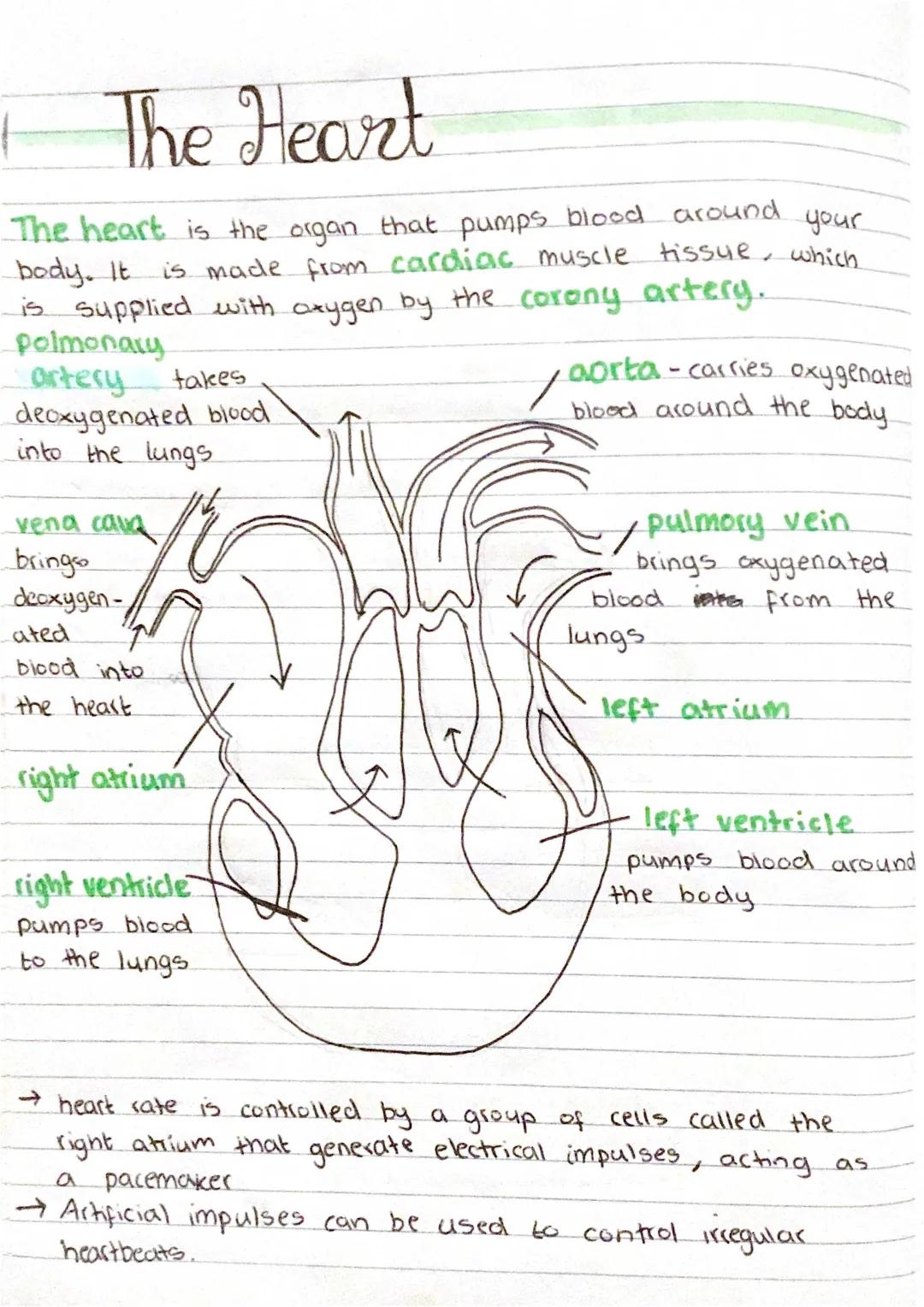 Step-by-Step Blood Flow Through the Heart | Heart Diagram and Pacemaker Info