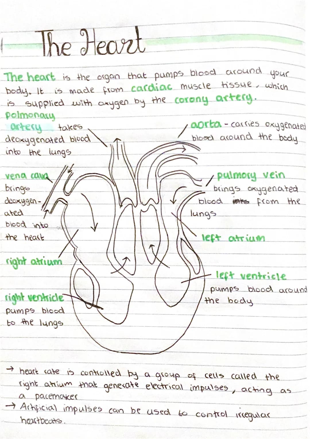 1
The Heart
The heart is the organ that pumps blood around your
body. It is made from cardiac muscle tissue, which
is supplied with oxygen b