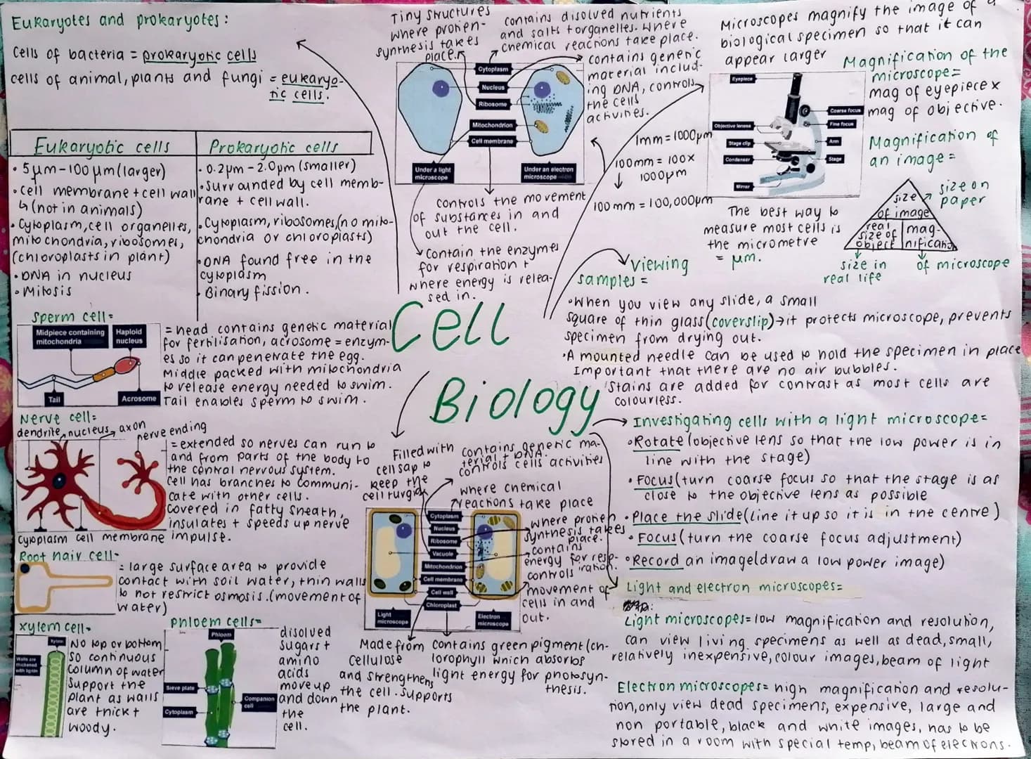 Eukaryotes and prokaryotes:
Cells of bacteria =
prokaryotic cells
cells of animal, plants and fungi = eukaryo-
nic cells.
Eukaryotic cells
P