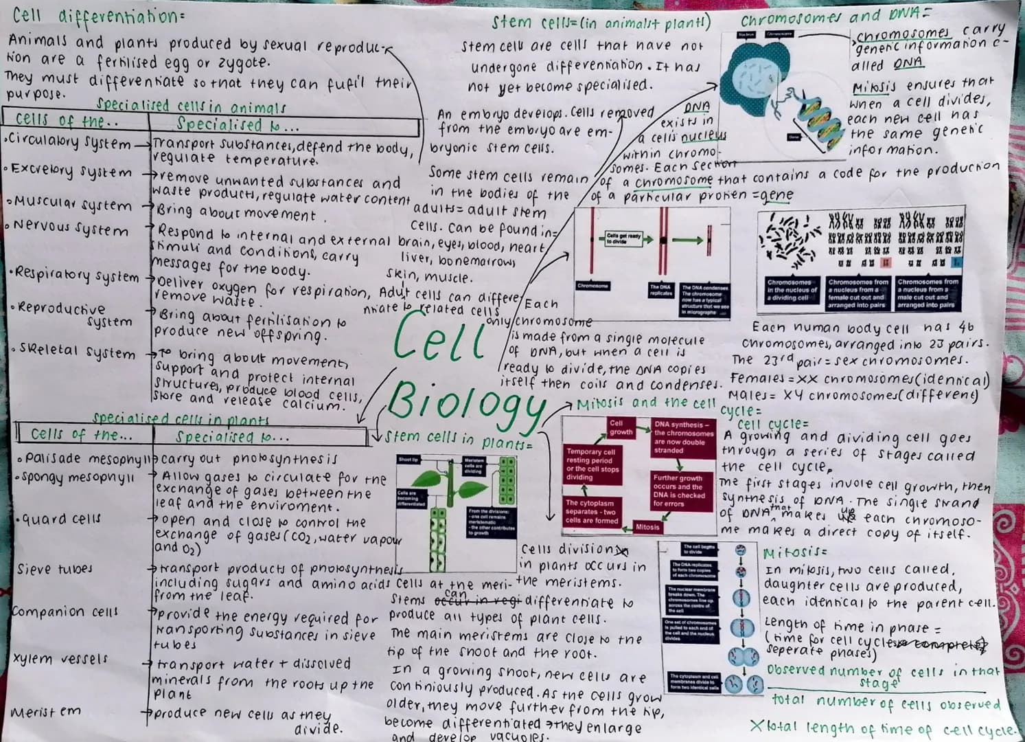 Eukaryotes and prokaryotes:
Cells of bacteria =
prokaryotic cells
cells of animal, plants and fungi = eukaryo-
nic cells.
Eukaryotic cells
P