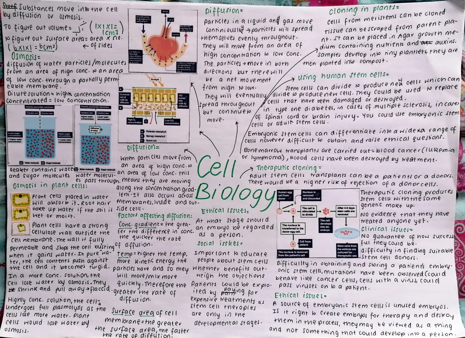 Eukaryotes and prokaryotes:
Cells of bacteria =
prokaryotic cells
cells of animal, plants and fungi = eukaryo-
nic cells.
Eukaryotic cells
P