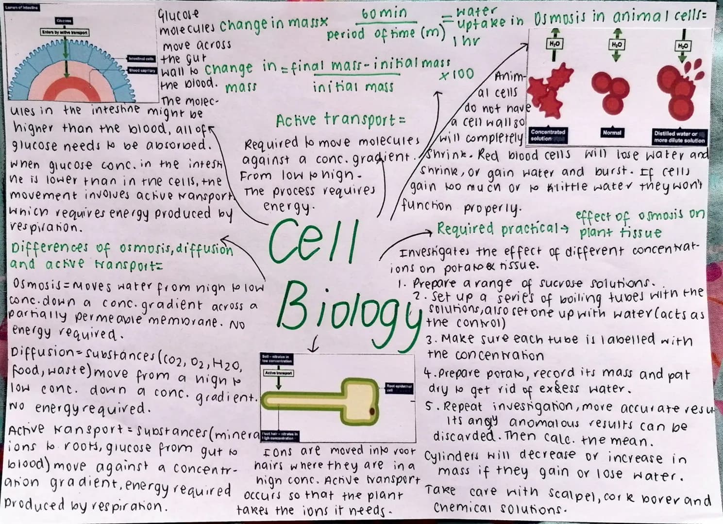Eukaryotes and prokaryotes:
Cells of bacteria =
prokaryotic cells
cells of animal, plants and fungi = eukaryo-
nic cells.
Eukaryotic cells
P
