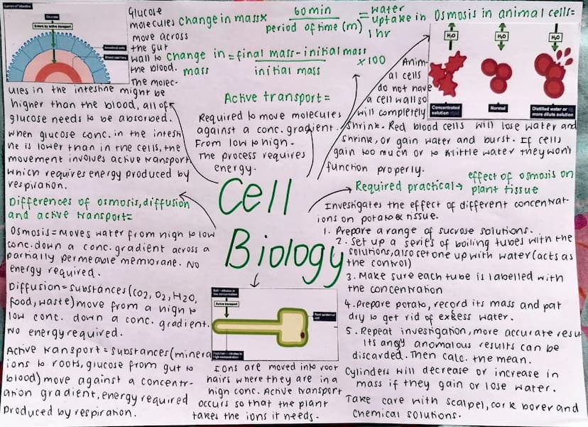 Eukaryotes and prokaryotes:
Cells of bacteria =
prokaryotic cells
cells of animal, plants and fungi = eukaryo-
nic cells.
Eukaryotic cells
P