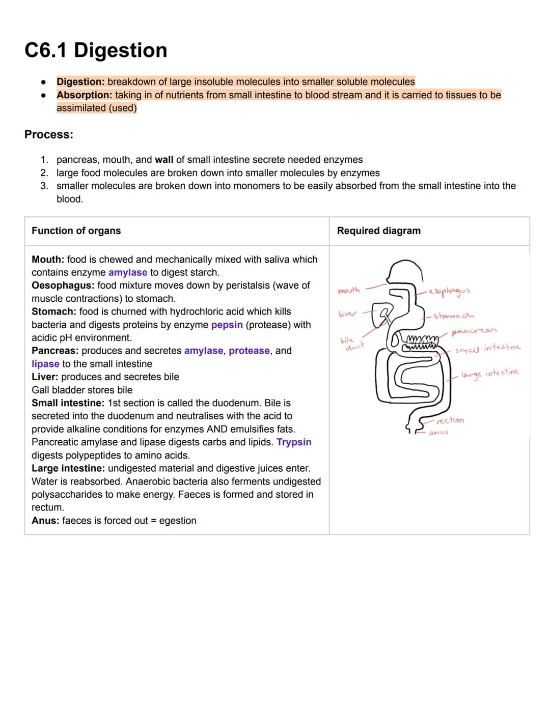 C6.1 Digestion
• Digestion: breakdown of large insoluble molecules into smaller soluble molecules
• Absorption: taking in of nutrients from 