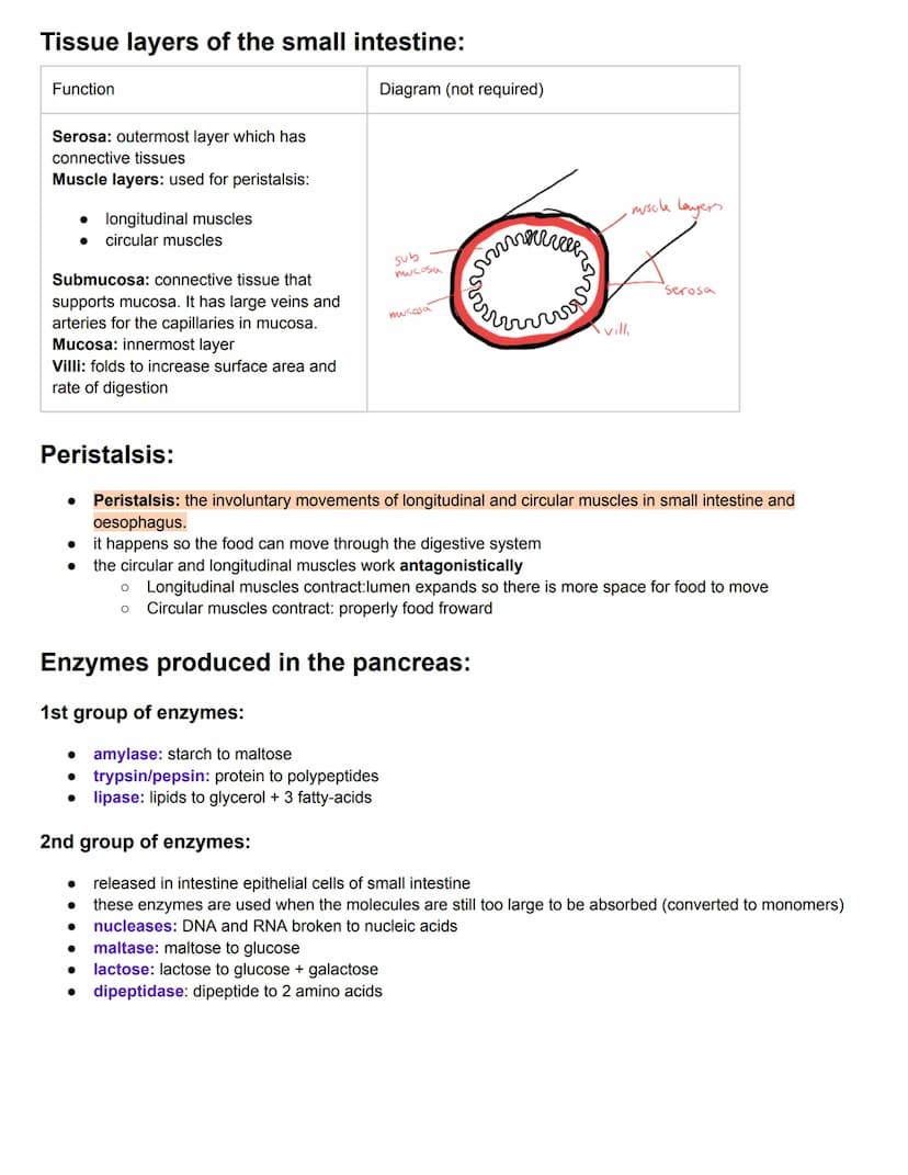 C6.1 Digestion
• Digestion: breakdown of large insoluble molecules into smaller soluble molecules
• Absorption: taking in of nutrients from 